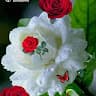 Badsha Alomgir